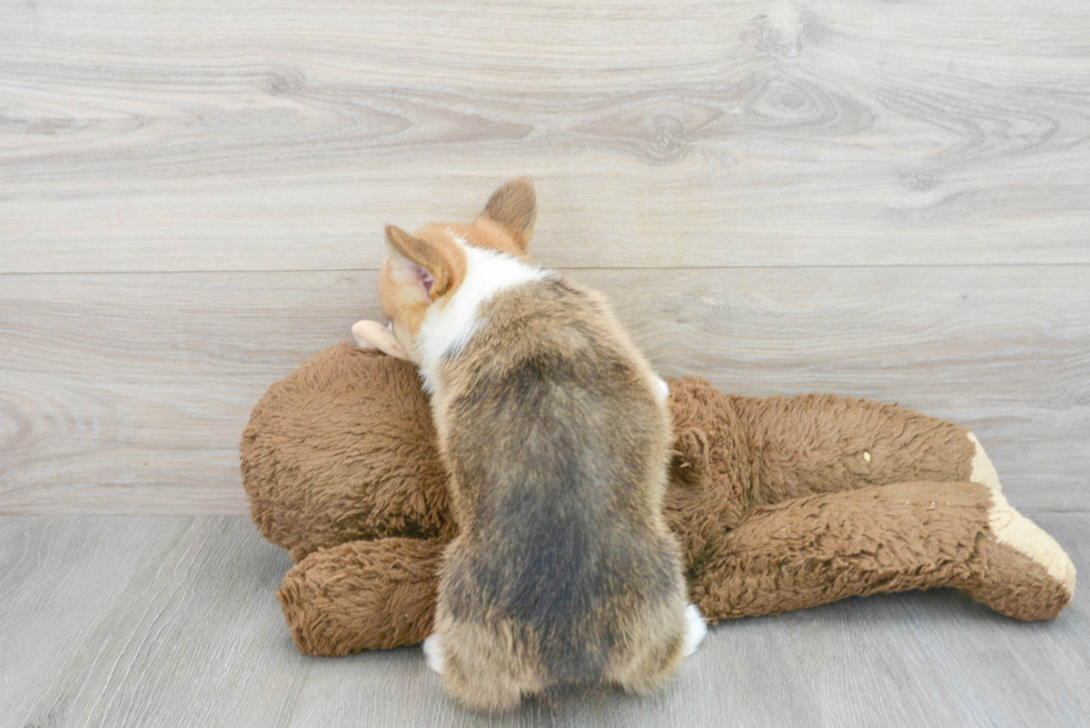 Funny Pembroke Welsh Corgi Baby