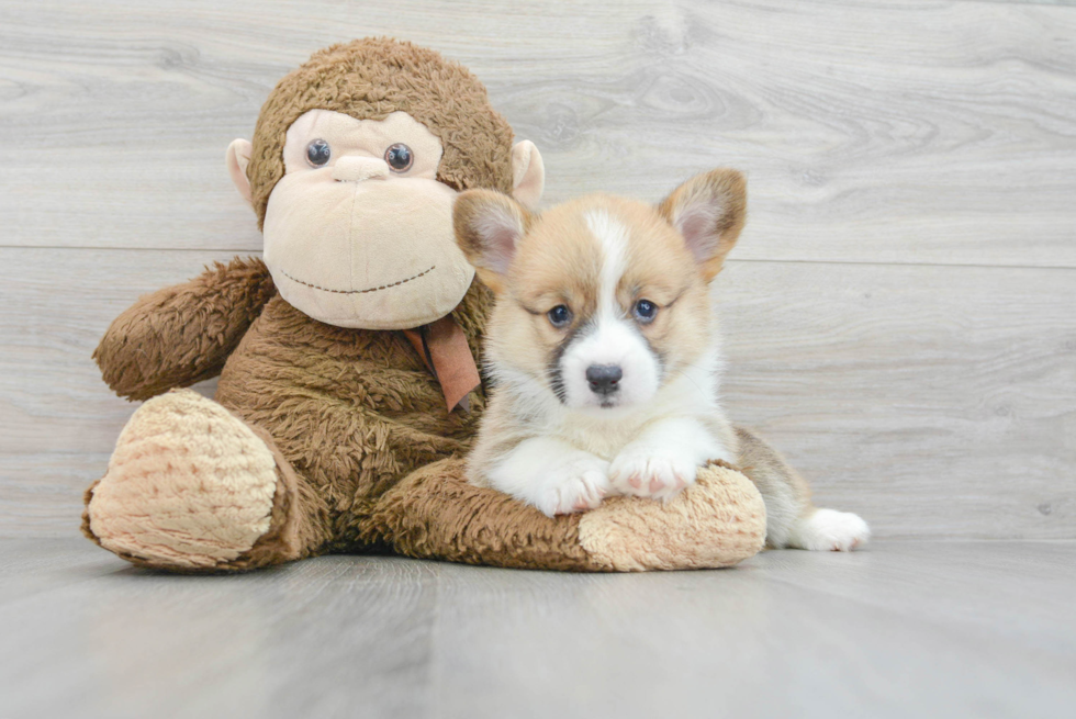 Akc Registered Pembroke Welsh Corgi Baby
