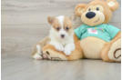 Funny Pembroke Welsh Corgi Baby