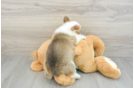 Pembroke Welsh Corgi Pup Being Cute