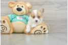 Funny Pembroke Welsh Corgi Baby