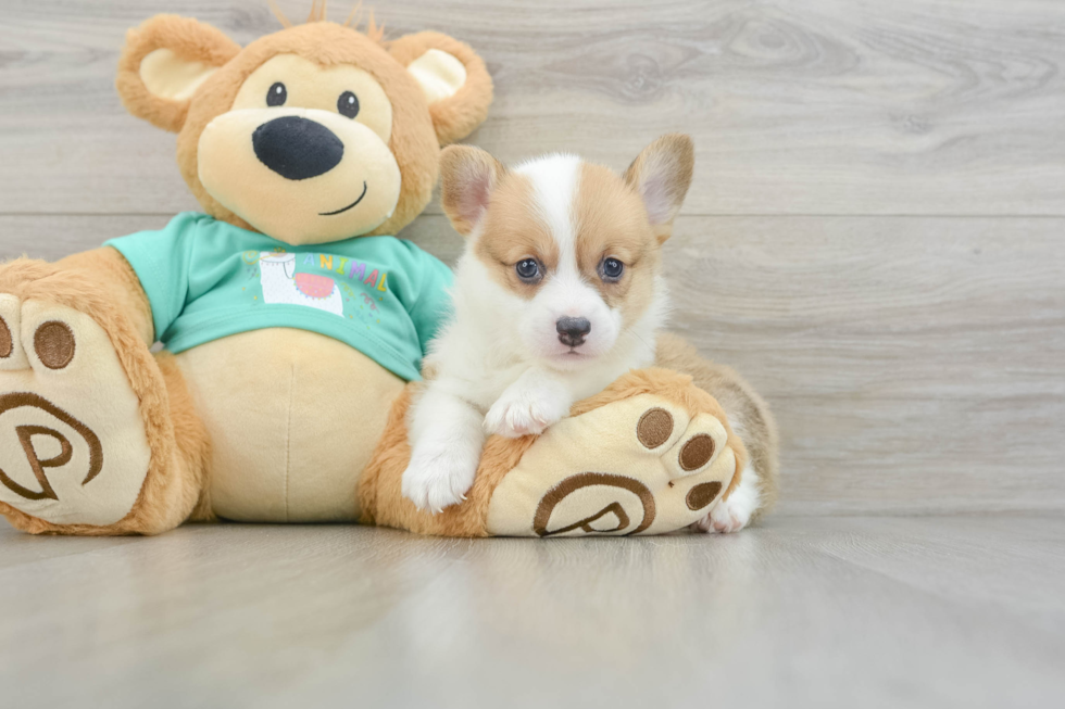 Funny Pembroke Welsh Corgi Baby