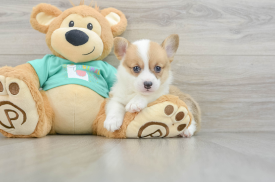 Funny Pembroke Welsh Corgi Baby