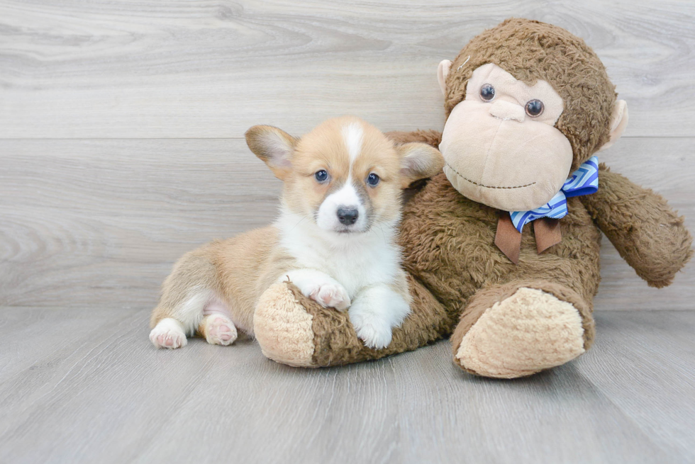 Pembroke Welsh Corgi Puppy for Adoption