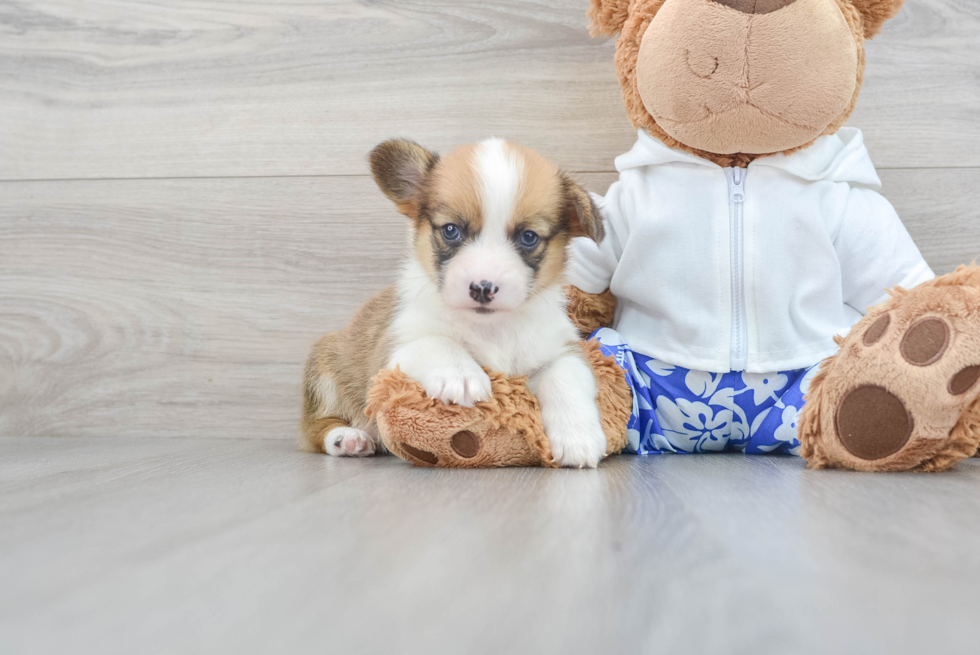 Best Pembroke Welsh Corgi Baby