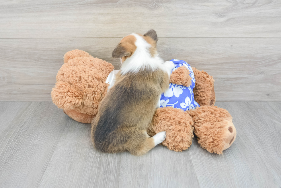 Pembroke Welsh Corgi Puppy for Adoption