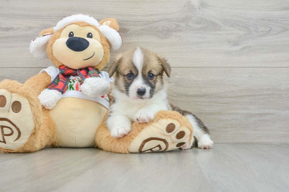 5 week old Pembroke Welsh Corgi Puppy For Sale - Premier Pups