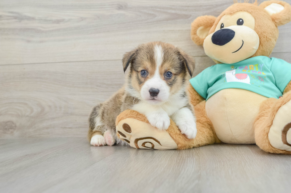 7 week old Pembroke Welsh Corgi Puppy For Sale - Premier Pups