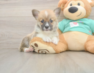 5 week old Pembroke Welsh Corgi Puppy For Sale - Premier Pups