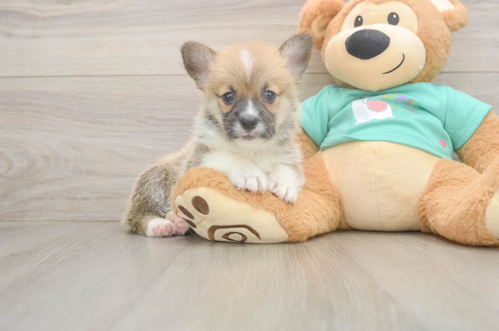 5 week old Pembroke Welsh Corgi Puppy For Sale - Premier Pups