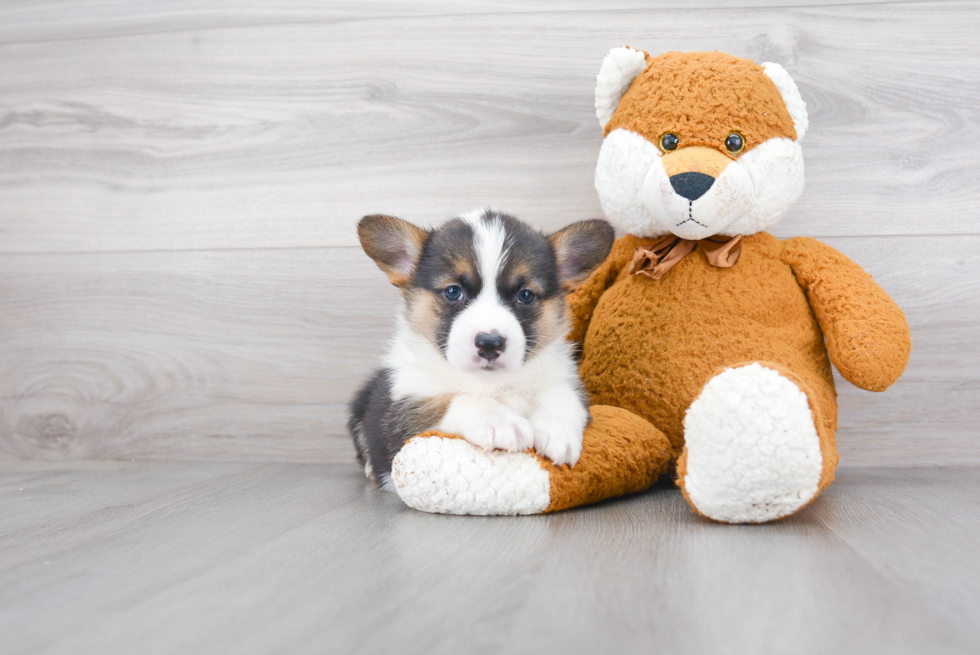 Funny Pembroke Welsh Corgi Purebred Pup