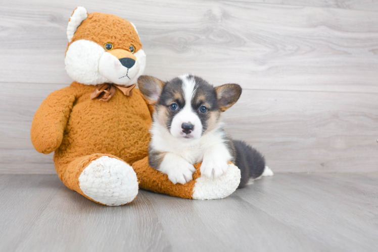 Pembroke Welsh Corgi Pup Being Cute