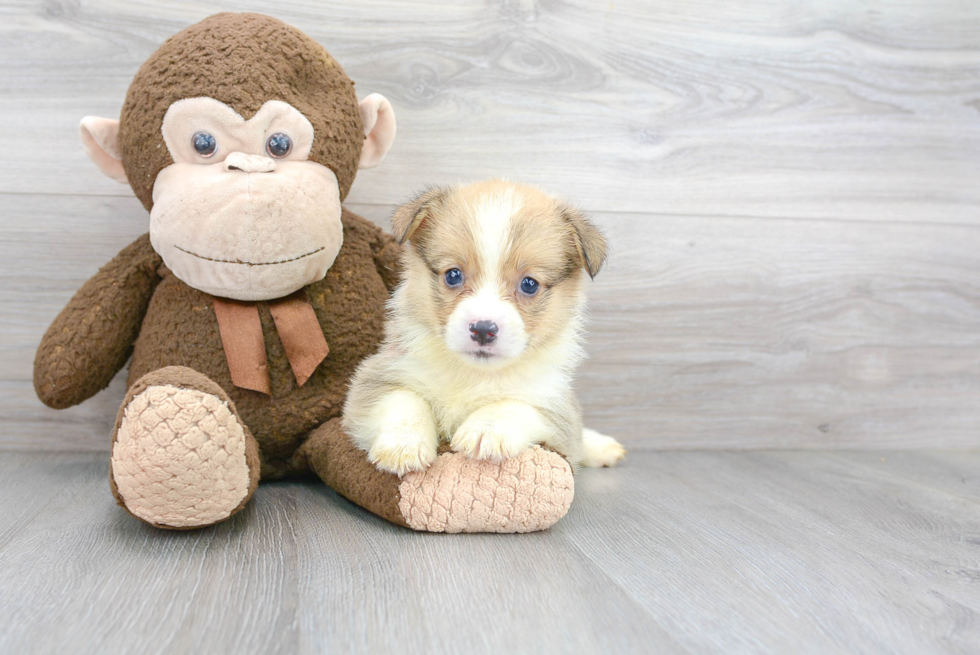 Adorable Corgi Purebred Puppy