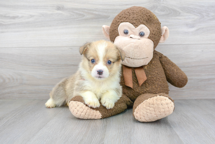 Pembroke Welsh Corgi Pup Being Cute