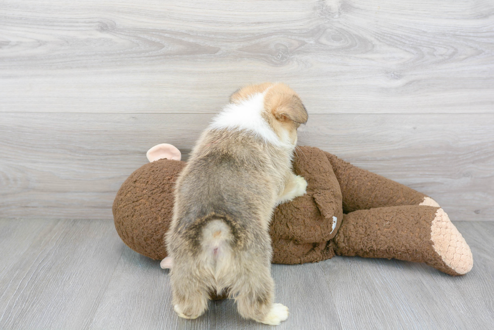 Small Pembroke Welsh Corgi Baby