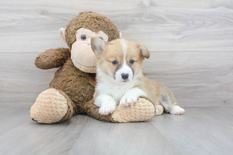 Pembroke Welsh Corgi Pup Being Cute