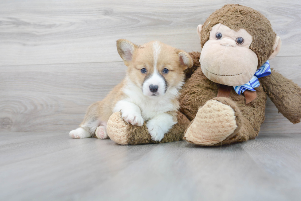 Playful Pembroke Welsh Corgi Baby