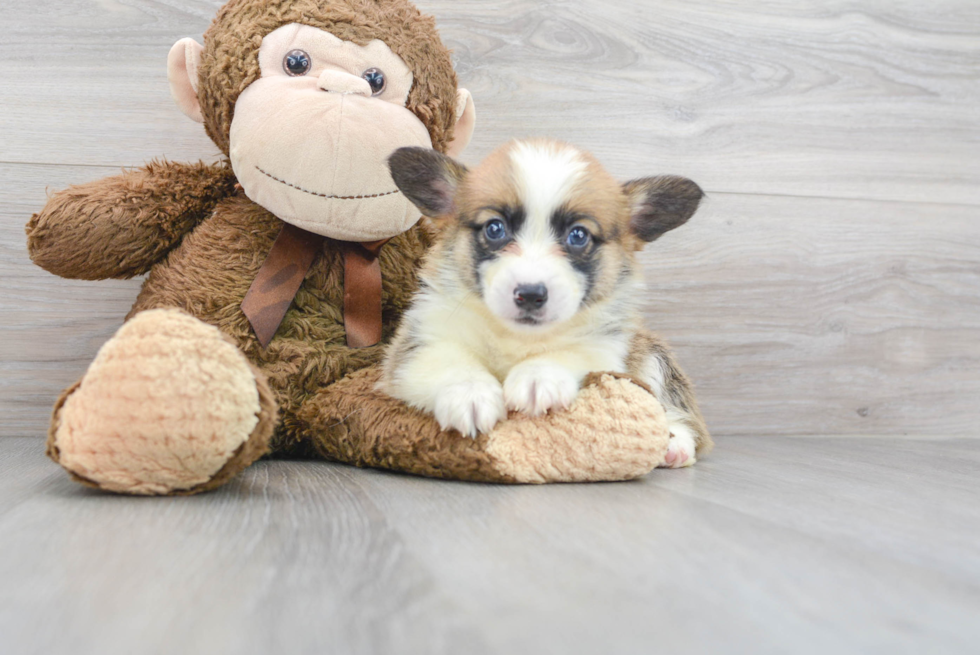 Pembroke Welsh Corgi Pup Being Cute