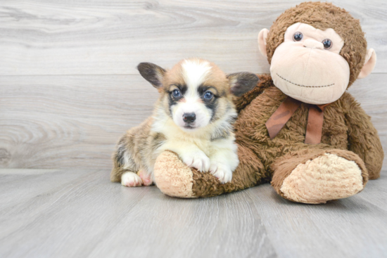 Hypoallergenic Pembroke Welsh Corgi Purebred Pup