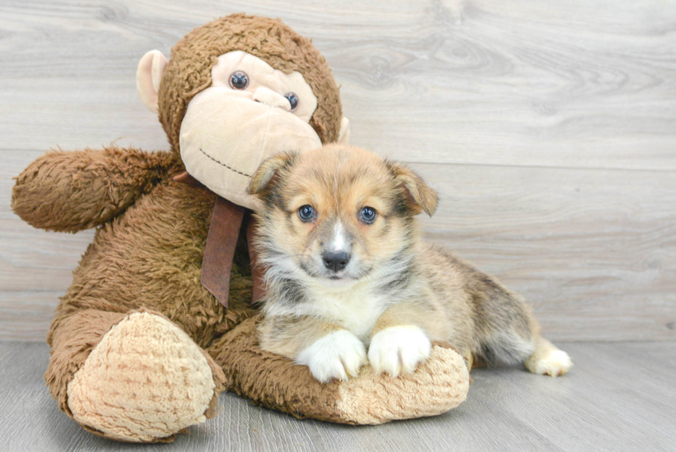 Pembroke Welsh Corgi Pup Being Cute