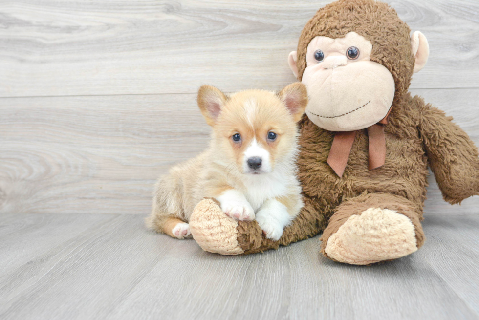 Pembroke Welsh Corgi Puppy for Adoption