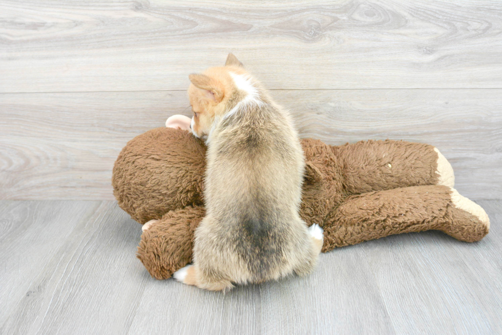 Small Pembroke Welsh Corgi Purebred Pup