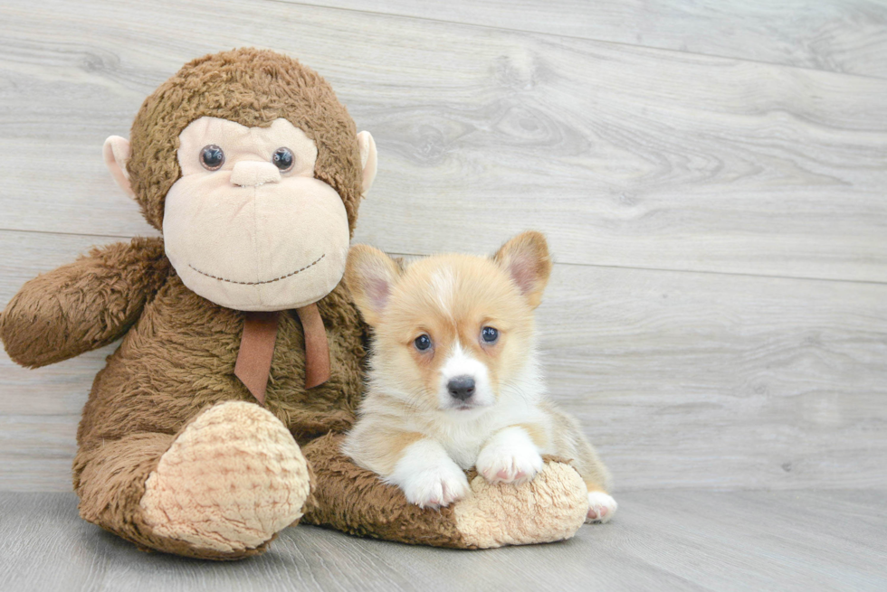 Pembroke Welsh Corgi Puppy for Adoption