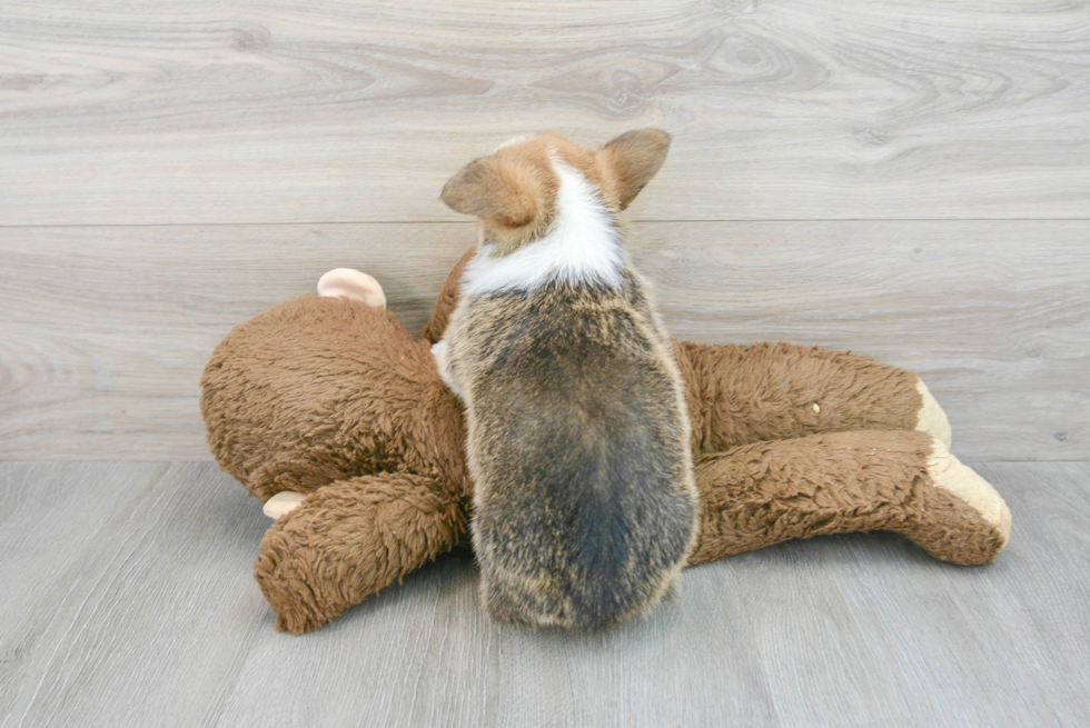 Little Pembroke Welsh Corgi Purebred Pup