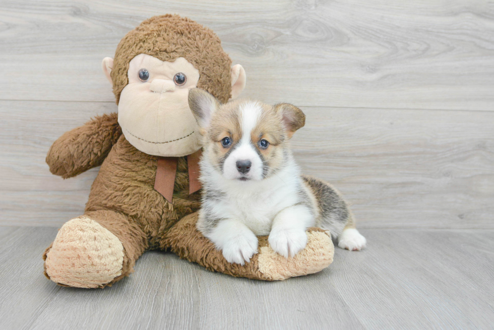 Adorable Corgi Purebred Puppy