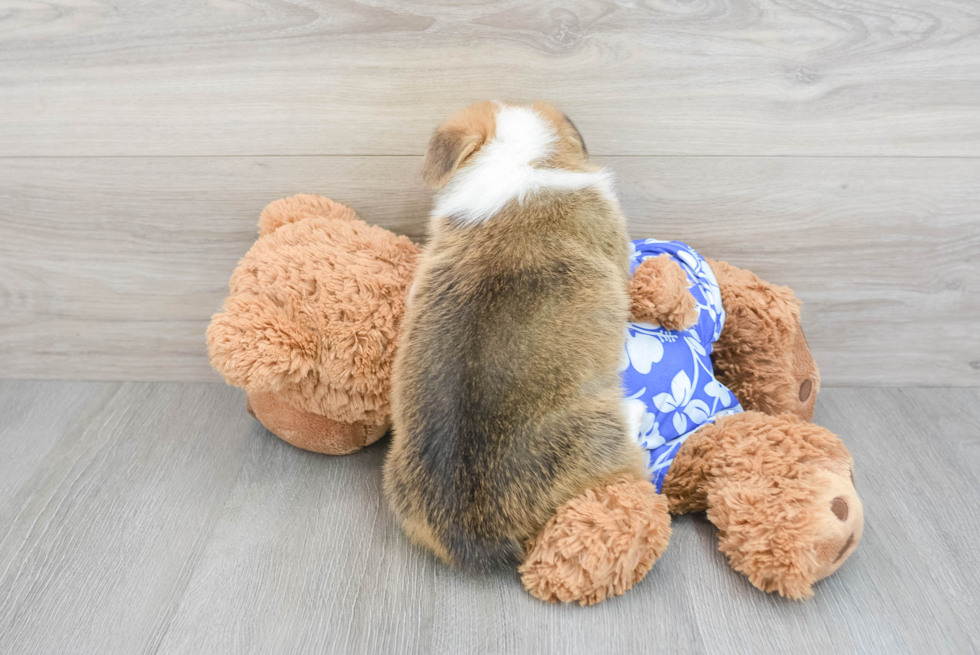 Cute Corgi Purebred Puppy