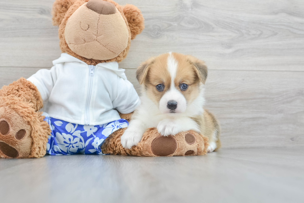 Friendly Pembroke Welsh Corgi Purebred Pup