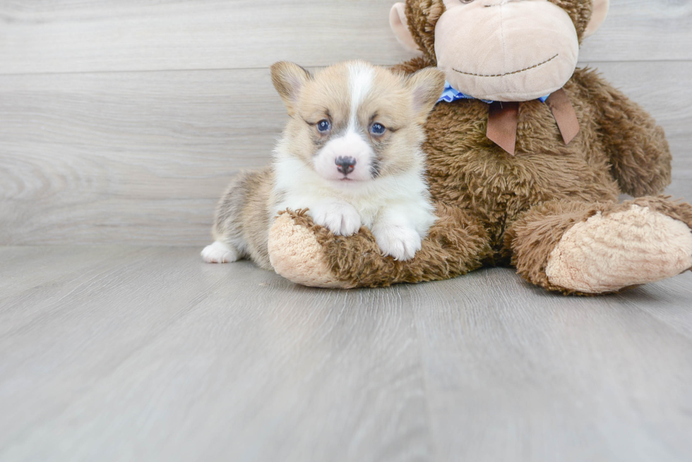 Best Pembroke Welsh Corgi Baby