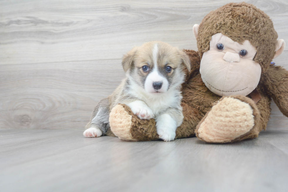 Best Pembroke Welsh Corgi Baby