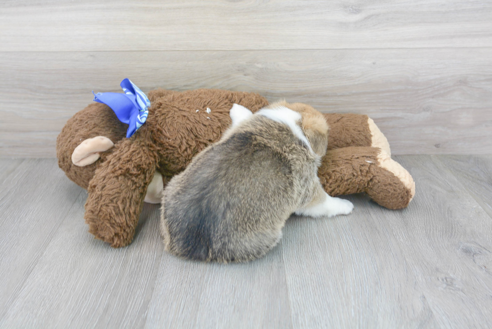 Pembroke Welsh Corgi Pup Being Cute