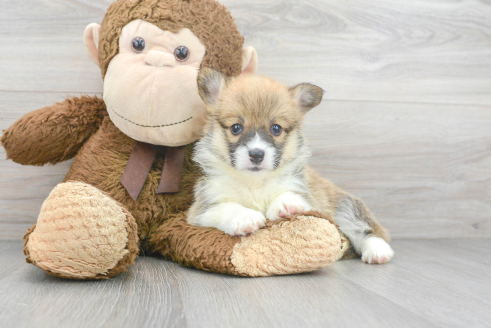 Small Pembroke Welsh Corgi Purebred Pup