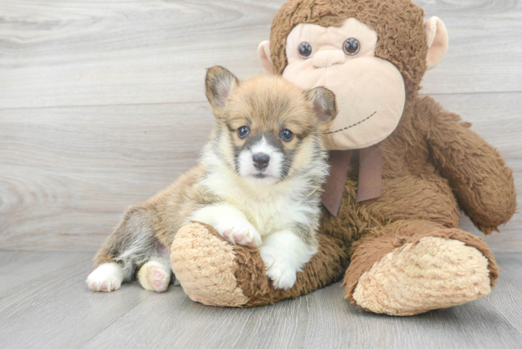 Pembroke Welsh Corgi Puppy for Adoption