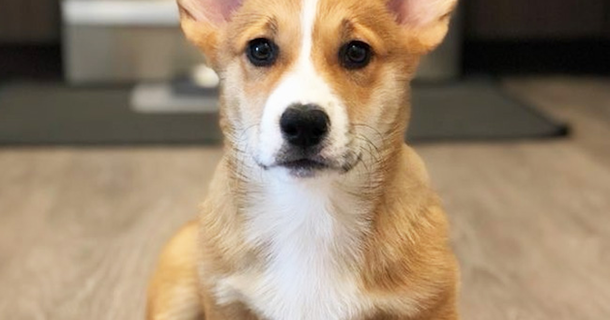 Welsh Corgi Puppies