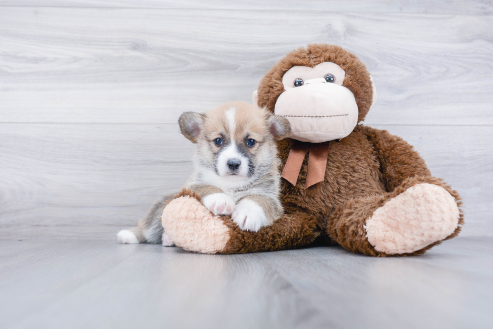 Playful Pembroke Welsh Corgi Baby