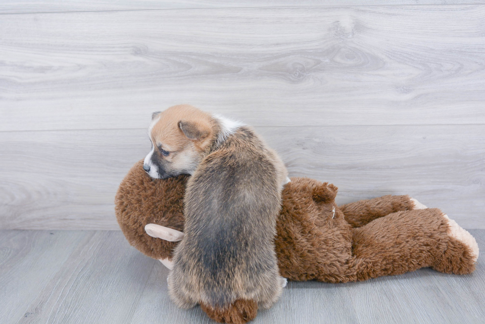 Pembroke Welsh Corgi Pup Being Cute