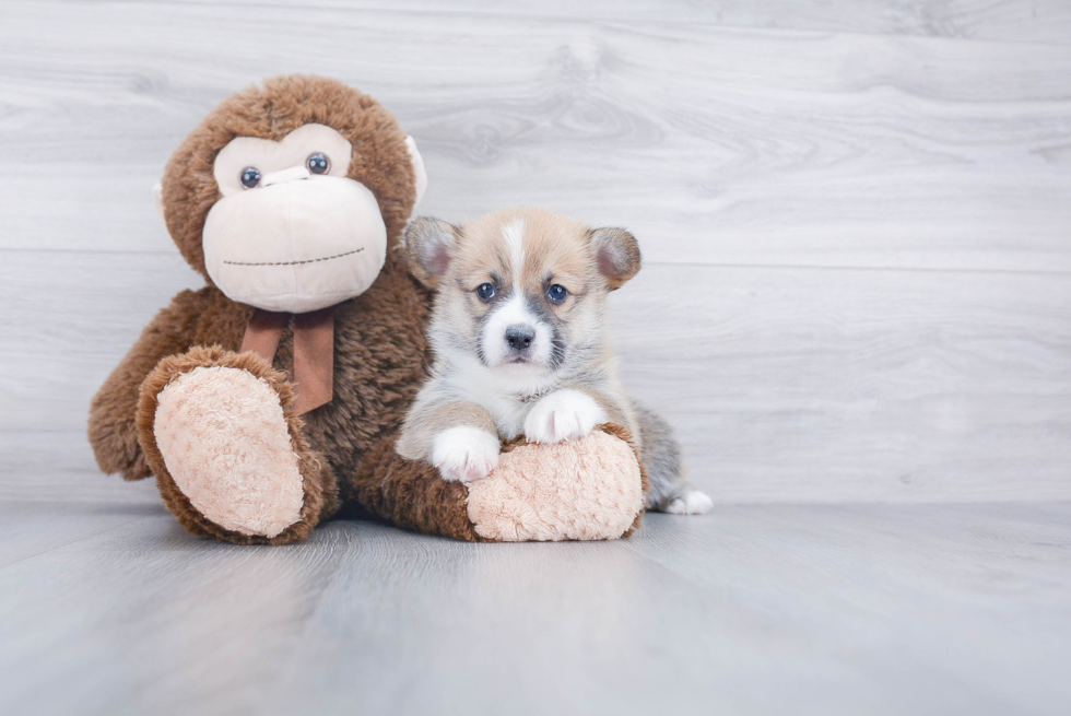 Pembroke Welsh Corgi Puppy for Adoption