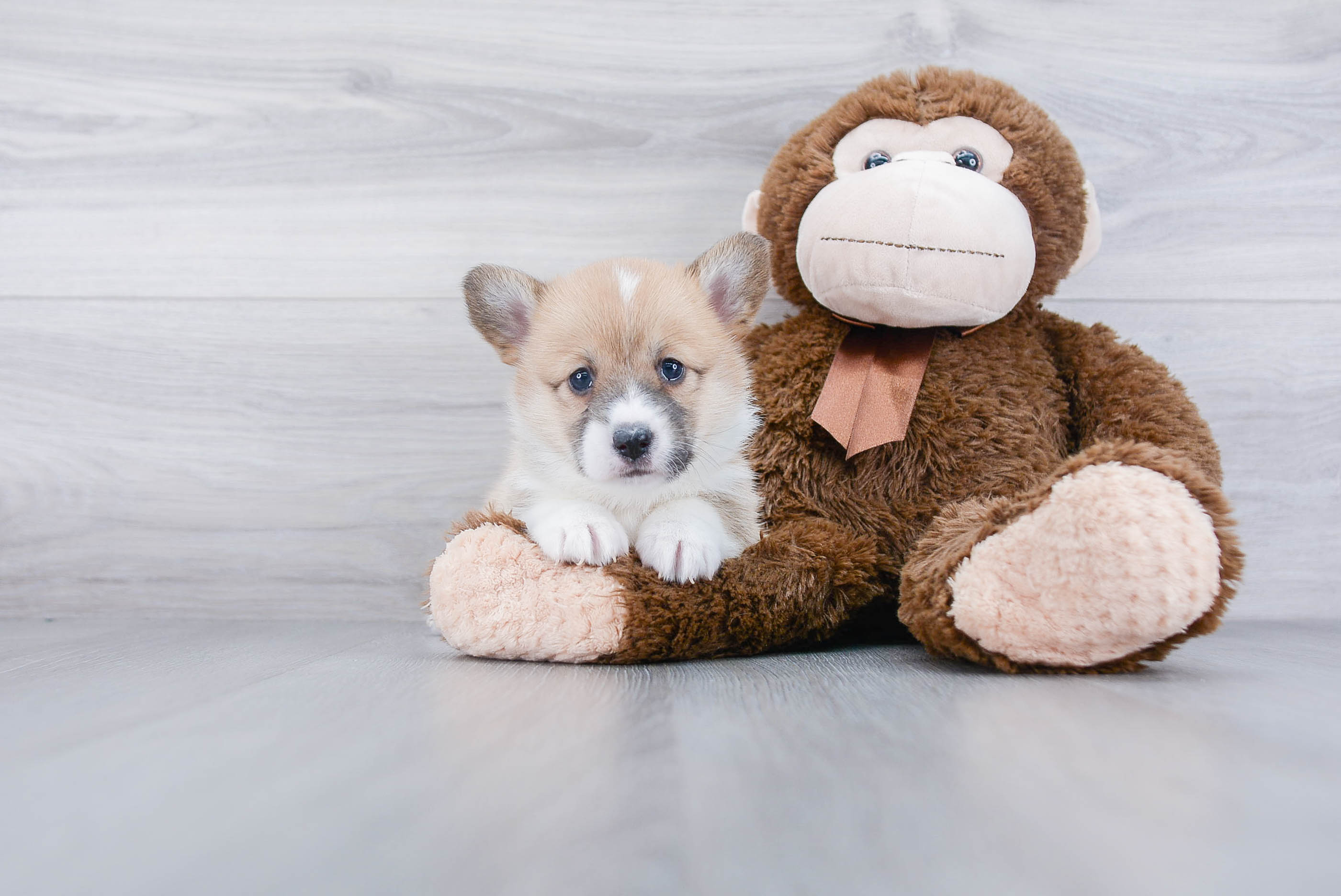 Petite Corgi Purebred Puppy