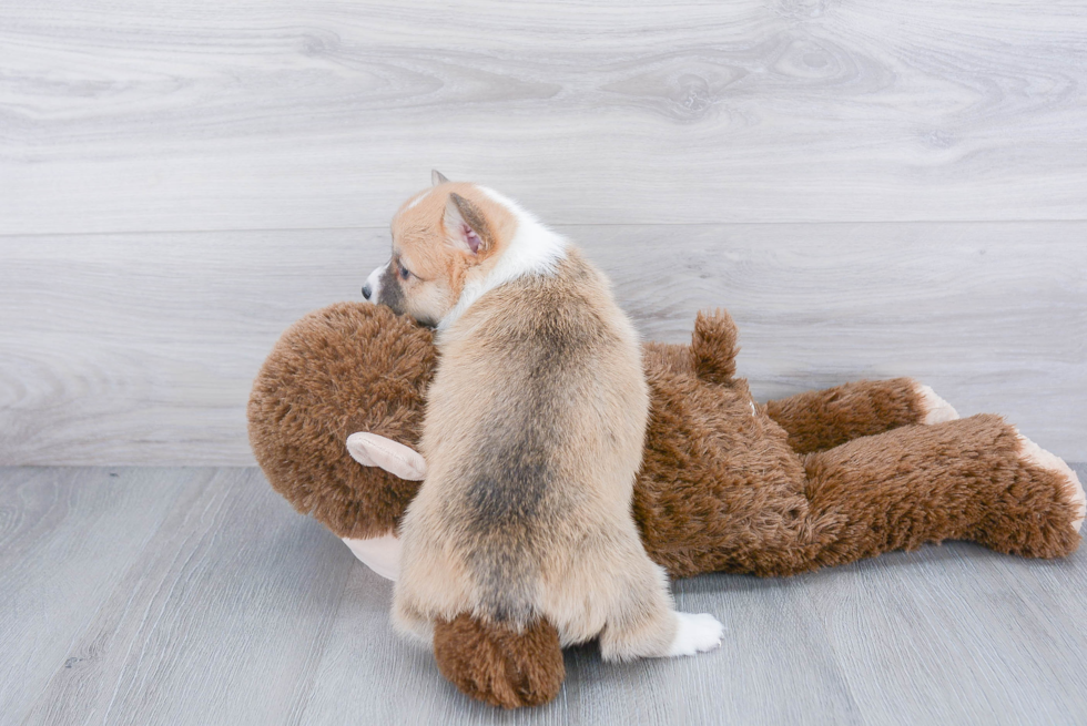 Adorable Corgi Purebred Puppy