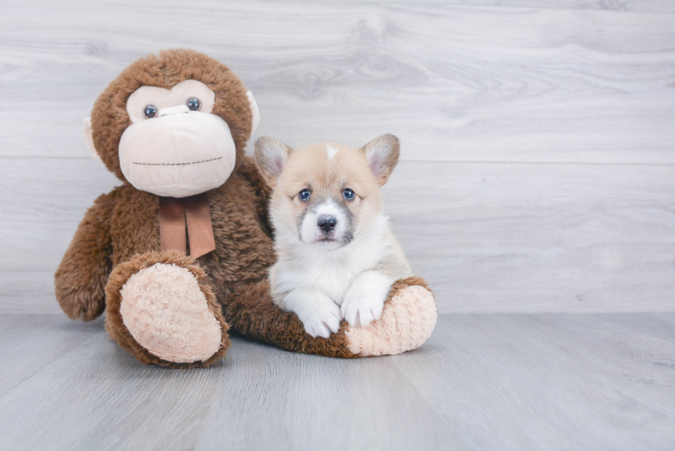 Friendly Pembroke Welsh Corgi Baby