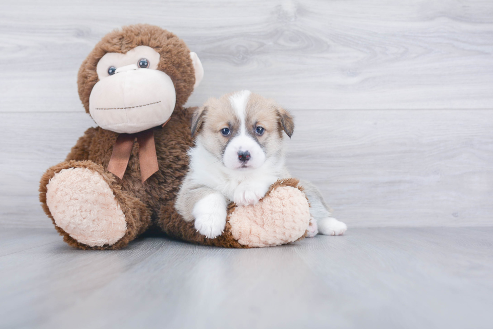 Pembroke Welsh Corgi Pup Being Cute