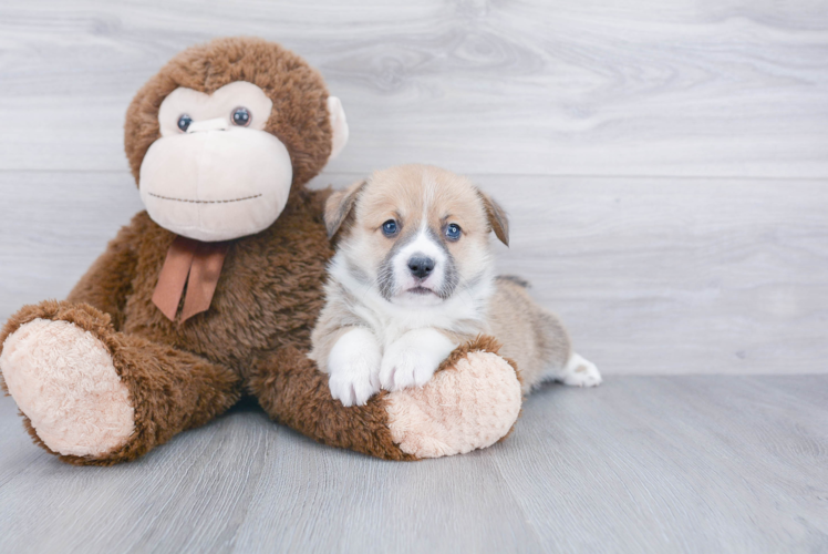 Energetic Corgi Purebred Puppy