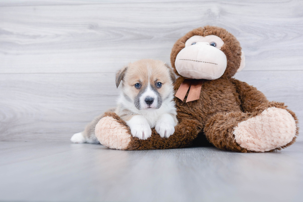 Akc Registered Pembroke Welsh Corgi Baby