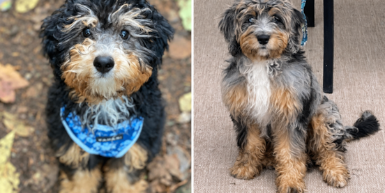 Phantom & Sable Mini Bernedoodles: Coat Patterns & How They Change