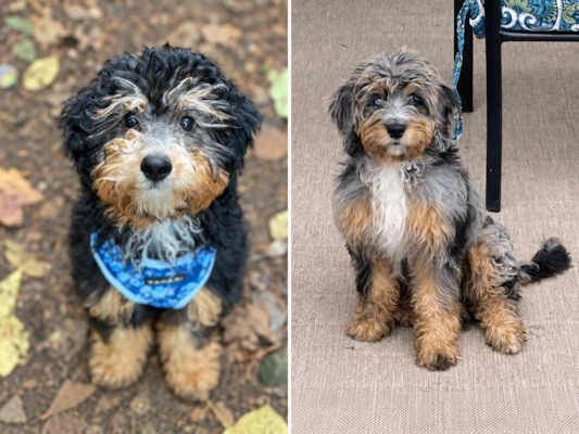 Phantom & Sable Mini Bernedoodles: Coat Patterns & How They Change