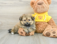 6 week old Pomachon Puppy For Sale - Premier Pups