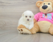 5 week old Pomachon Puppy For Sale - Premier Pups